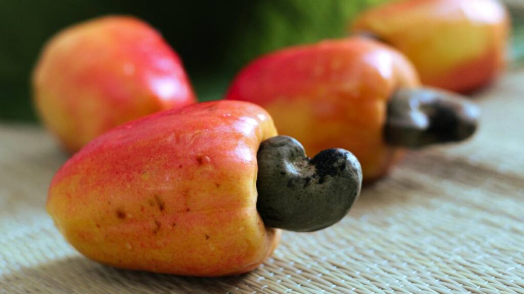 Cashew Fruit