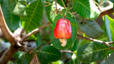 Cashew Fruit: The Secret to Weight Loss and Better Health